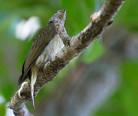 Scaly-throated Honeyguide